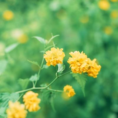 赏金勇者网页版下载